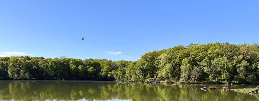 Swallow-by-the-lake Swallow flying over a lake